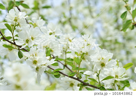 リキュウバイ（バラ科・ヤナギザクラ属）の落葉樹 101643862