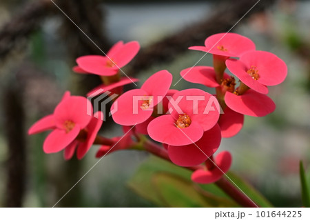 花キリン(トウダイグサ科)ユーフォルビア属 花キリン(トウダイグサ科)ユーフォルビア属 101644225