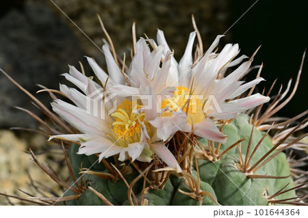 緋冠竜 サボテン科 緋冠竜 サボテン科 101644364