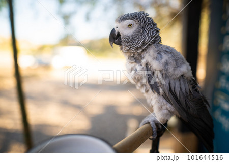African gray parrot Jaco 101644516