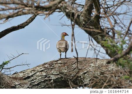 Yellow necked Spurfowl 101644714