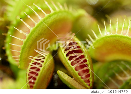 Group of Venus flytraps Group of Venus flytraps 101644779