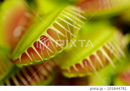 Group of Venus flytraps Group of Venus flytraps 101644781