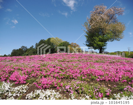みさと芝桜公園 101645195