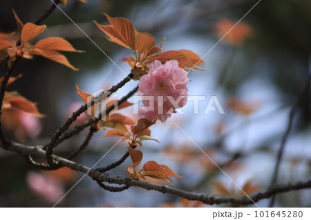 光に照らされる関山の花 101645280