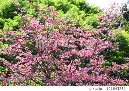 新緑の公園樹をバックにしたピンクのハナミズキ 101645281