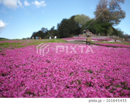 みさと芝桜公園 みさと芝桜公園 101645435