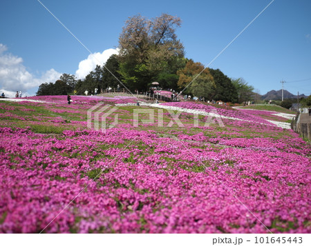 みさと芝桜公園 101645443