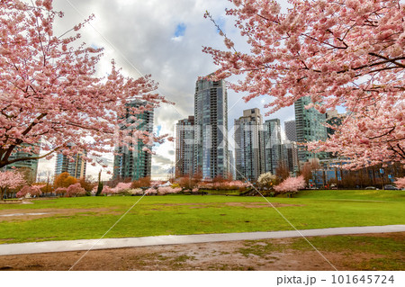 Cherry Blossom in Downtown Vancouver, British Columbia, Canada 101645724