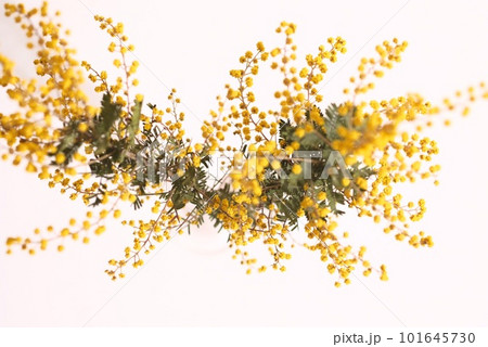 ミモザの花、白背景 101645730
