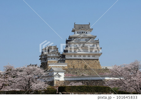 姫路城と満開の桜01 101645833