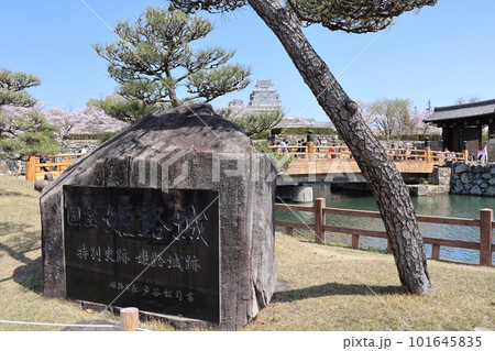 姫路城と満開の桜03 101645835