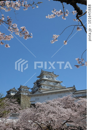 姫路城と満開の桜16 姫路城と満開の桜16 101645888