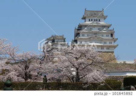 姫路城と満開の桜20 姫路城と満開の桜20 101645892