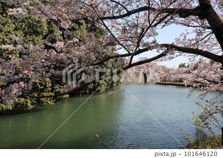 姫路城と満開の桜26 101646120