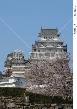 姫路城と満開の桜33 101646178