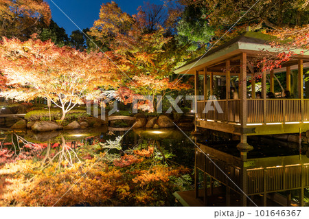 《東京都》秋の紅葉ライトアップ・大田黒公園 101646367