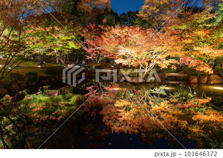 《東京都》秋の紅葉ライトアップ・大田黒公園 101646372