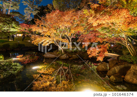 《東京都》秋の紅葉ライトアップ・大田黒公園 《東京都》秋の紅葉ライトアップ・大田黒公園 101646374