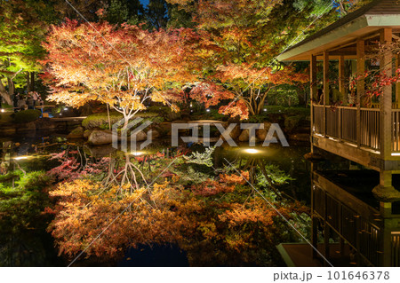 《東京都》秋の紅葉ライトアップ・大田黒公園 101646378