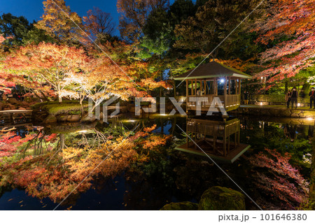《東京都》秋の紅葉ライトアップ・大田黒公園 101646380