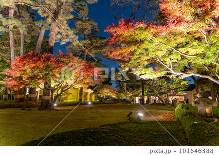 《東京都》秋の紅葉ライトアップ・大田黒公園 《東京都》秋の紅葉ライトアップ・大田黒公園 101646388