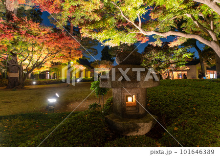 《東京都》秋の紅葉ライトアップ・大田黒公園 101646389