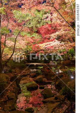 《東京都》秋の紅葉ライトアップ・大田黒公園 101646397