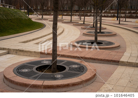 Park Krasnodar in winter. Close-up of tree trunks. Park Krasnodar in winter. Close-up of tree trunks. 101646405