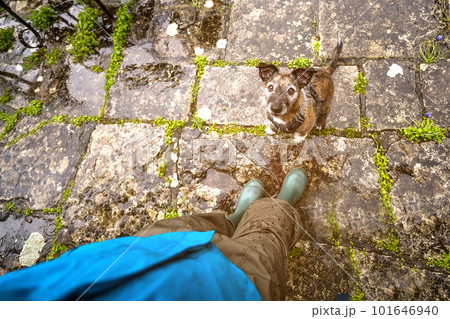Dog and feet. Pet is asking. Top view of cute dog in the street sitting and looking above. Pets outdoors and lifestyle. Wet weather. Feet are in wellington boots Dog and feet. Pet is asking. Top view of cute dog in the street sitting and looking above. Pets outdoors and lifestyle. Wet weather. Feet are in wellington boots 101646940