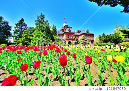 北海道庁旧本庁舎前のチューリップ 北海道庁旧本庁舎前のチューリップ 101647030