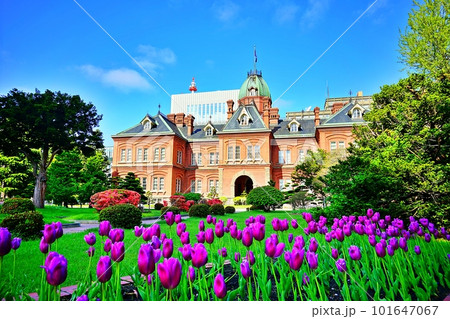 初夏の北海道庁旧本庁舎と紫のチューリップ畑 101647067