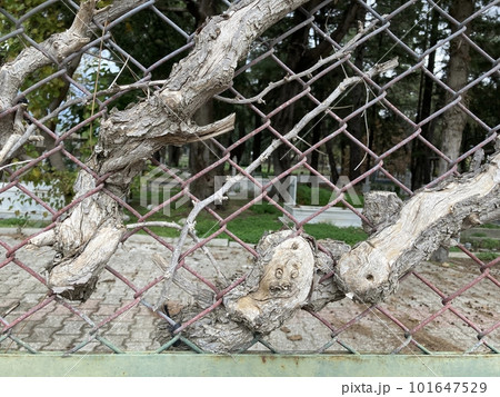 A tree sprouted through the chain-link fence of the old Turkish cemetery 101647529