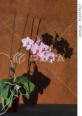 Phalaenopsis orchid bush in a pot with shade Phalaenopsis orchid bush in a pot with shade 101647627