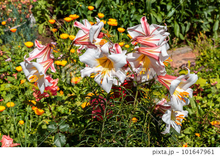 Many large white lily flowers with red lines under sunlight Many large white lily flowers with red lines under sunlight 101647961