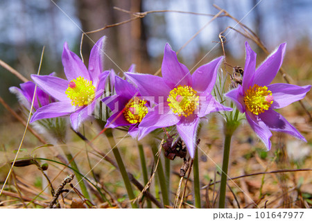 Dream-grass flowers in spring forest Dream-grass flowers in spring forest 101647977