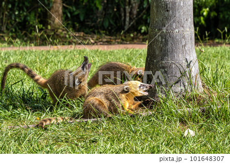 South American Coati, Ring-tailed Coati, Nasua nasua at Iguazu Falls, Puerto Iguazu, Argentina South American Coati, Ring-tailed Coati, Nasua nasua at Iguazu Falls, Puerto Iguazu, Argentina 101648307