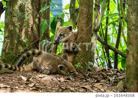 South American Coati, Ring-tailed Coati, Nasua nasua at Iguazu Falls, Puerto Iguazu, Argentina South American Coati, Ring-tailed Coati, Nasua nasua at Iguazu Falls, Puerto Iguazu, Argentina 101648308