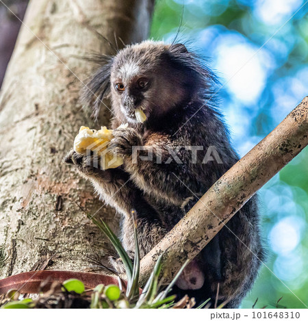 The black-tufted marmoset, Callithrix penicillata in Campeche, Florianopolis, Santa Catarina in Brazil. 101648310