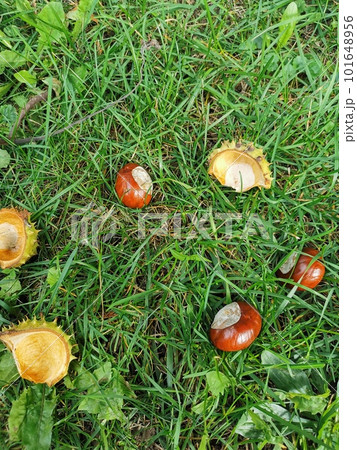 Fallen chestnuts lie in the grass under the open sky. Fallen chestnuts lie in the grass under the open sky. 101648956