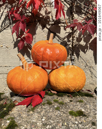 Pumpkins on grey concrete background. Three whole sweet pumpkins. Storage of vegetables Pumpkins on grey concrete background. Three whole sweet pumpkins. Storage of vegetables 101649067