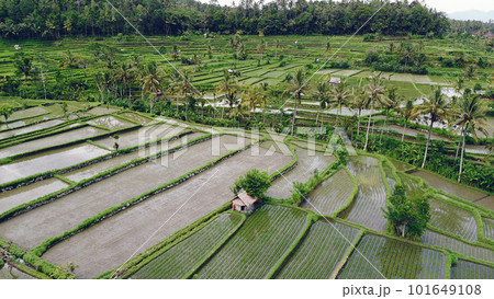 Rice fields, aerial shot, green filled with water Rice fields, aerial shot, green filled with water 101649108