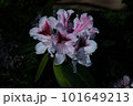 White rhododendron flowers in the garden at night 101649213