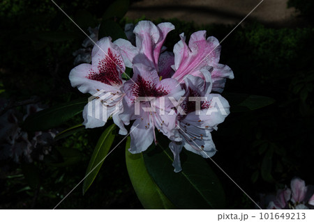 White rhododendron flowers in the garden at night White rhododendron flowers in the garden at night 101649213