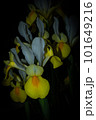Set of yellow and white flowers illuminated at night 101649216