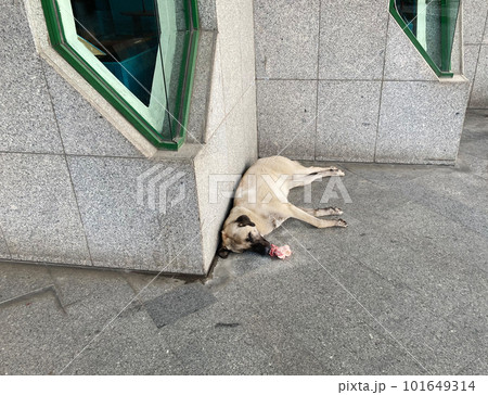 stray dog on the street in Turkey 101649314