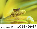 Little bug inside a flower macro photography 101649947
