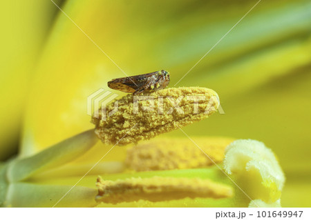 Little bug inside a flower macro photography Little bug inside a flower macro photography 101649947