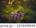 Bee on the flower soft background image 101649948
