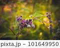 Bee on the flower soft background image 101649950